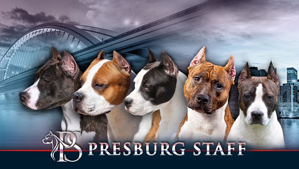 Presburg Staff - American Staffordshire Terrier
