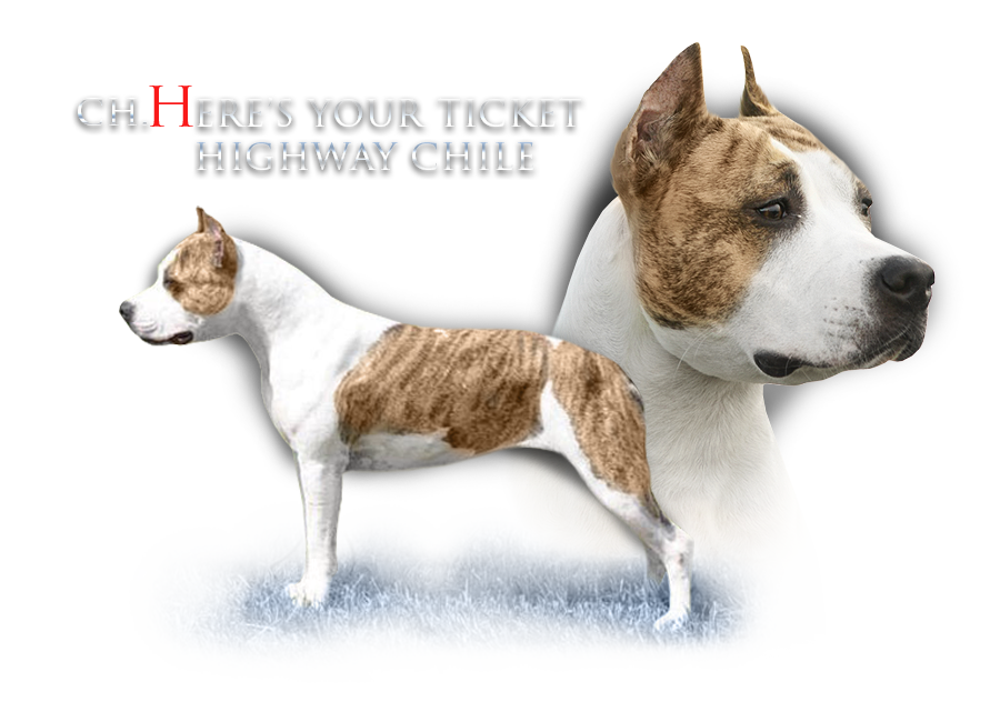 CH. HERE´S YOUR TICKET Highway Chile