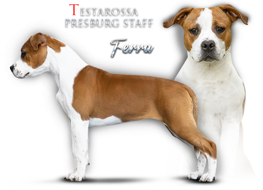 Testarossa Presburg Staff