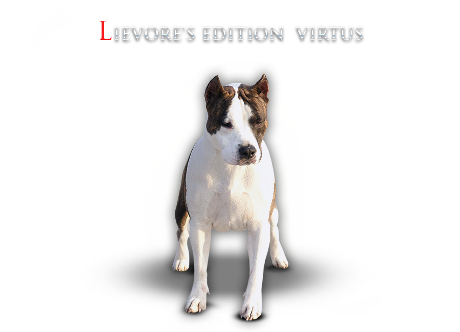Lievore's Edition VIRTUS