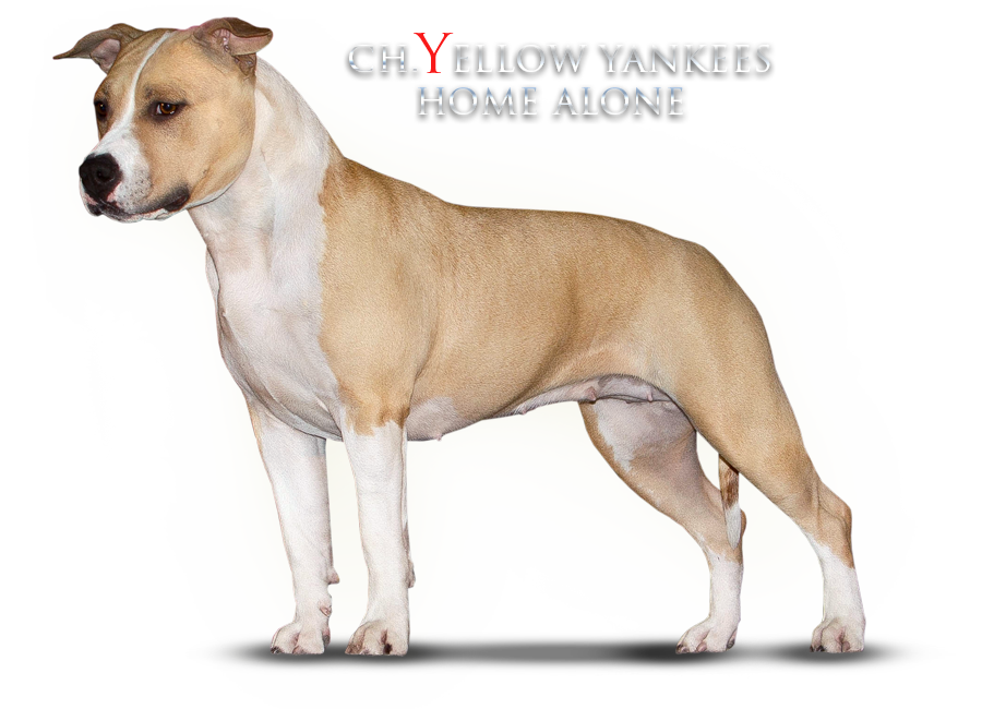 CH.Yellow Yankees Home Alone