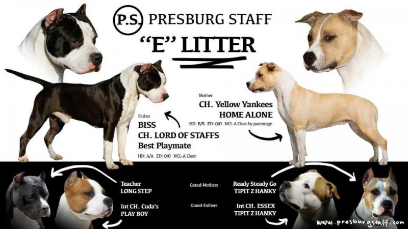 Litter E Presburg Staff