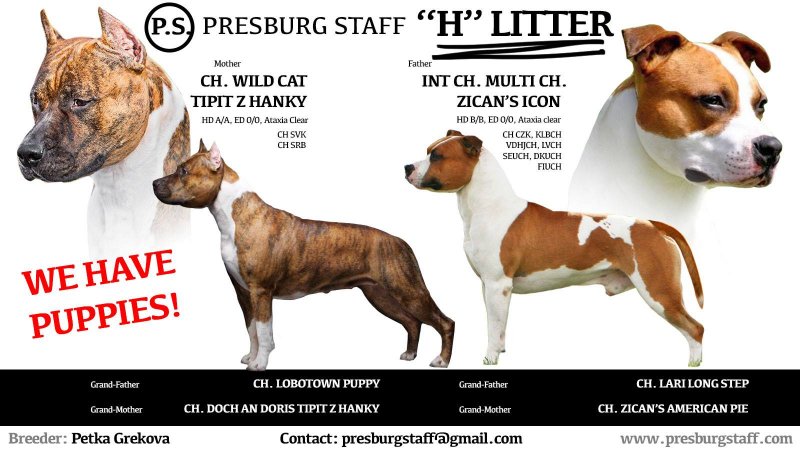 Litter H Presburg Staff
